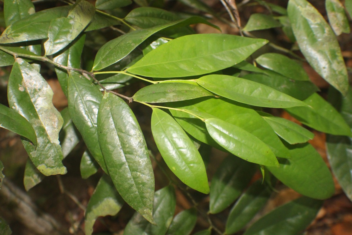 Polyalthia persicifolia (Hook.f. & Thomson) Bedd.